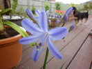 Agapanthus "Black Magic"