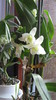 dendrobium