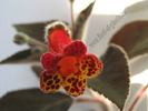 Kohleria Multifolia 1