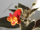 Kohleria Multifolia 3