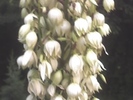 yucca detaliu floare