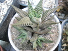 Haworthia limifolia v. ? -  2009