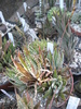 Haworthia fasciata - 2009