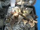 Haworthia pygmaea - 2009