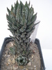 H. reinwardtii v. kaffirdriftensis - 2010