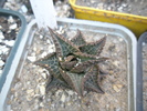 Haworthia tesselata - 2009