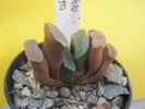 Haworthia truncata - 2010