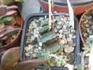 Haworthia truncata - 2009