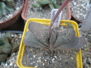 Gasteria baylisiana - 2009