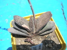 Gasteria baylisiana - corpul