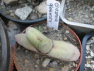 Gasteria glomerata - 2009