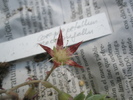 Graptopetalum macdowelii - floare