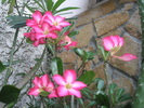 Adenium obesum - 2010