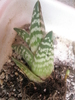 Aloe variegata - 2009