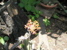 floare 2009