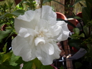 Hibiscus syriacus "Notwoodtwo" White Chiffon