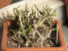 Tylecodon striata (planta din fata)