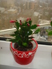 CRACIUNICA ROSIE