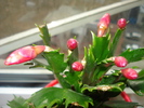 CRACIUNICA ROSIE