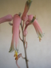 Aloe descoingsii - floare