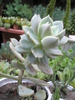 Echeveria elegans - 2009