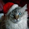 Christmas-Animals-16