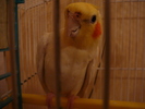 My parrot