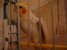 My parrot
