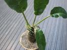 Dorstenia foetida - 2009
