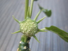 Dorstenia foetida - floare