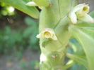 Monadenium lugardee - flori