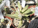 Crassula falcata - 2009