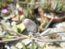 fruct de Haworthia pumila - 2009