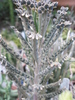 Kalanchoe tubiflora - 2009
