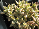 Crassula ausensis - 2009
