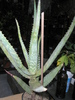 Aloe hereroensis - 2009