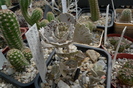 Kalanchoe rombopilosa - 2009