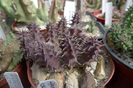 Huernia macrocarpa - butasi 2009