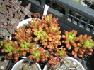 Sedum rubrotinctum - 09.2009