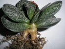 Adromischus trigynus - 03.2009