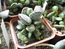 Adromischus cooperi - 03.2009