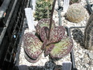 Adromischus trigynus - 04.2009