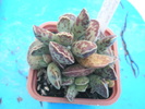Adromischus cooperii 2 - 10.2009