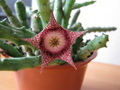 Orbea hardyi