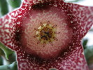 Orbea hardyi