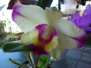 Slc. Ken Dream "Dogashima" x Sc. Mem. Ellen Littman "Castle Creek