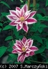 Clematis_Andromeda_K3