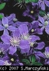 Clematis_Arabella_K1