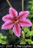 Clematis_Barbara_Dibley_K1