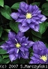 Clematis_Beauty_of_Worcester_K1